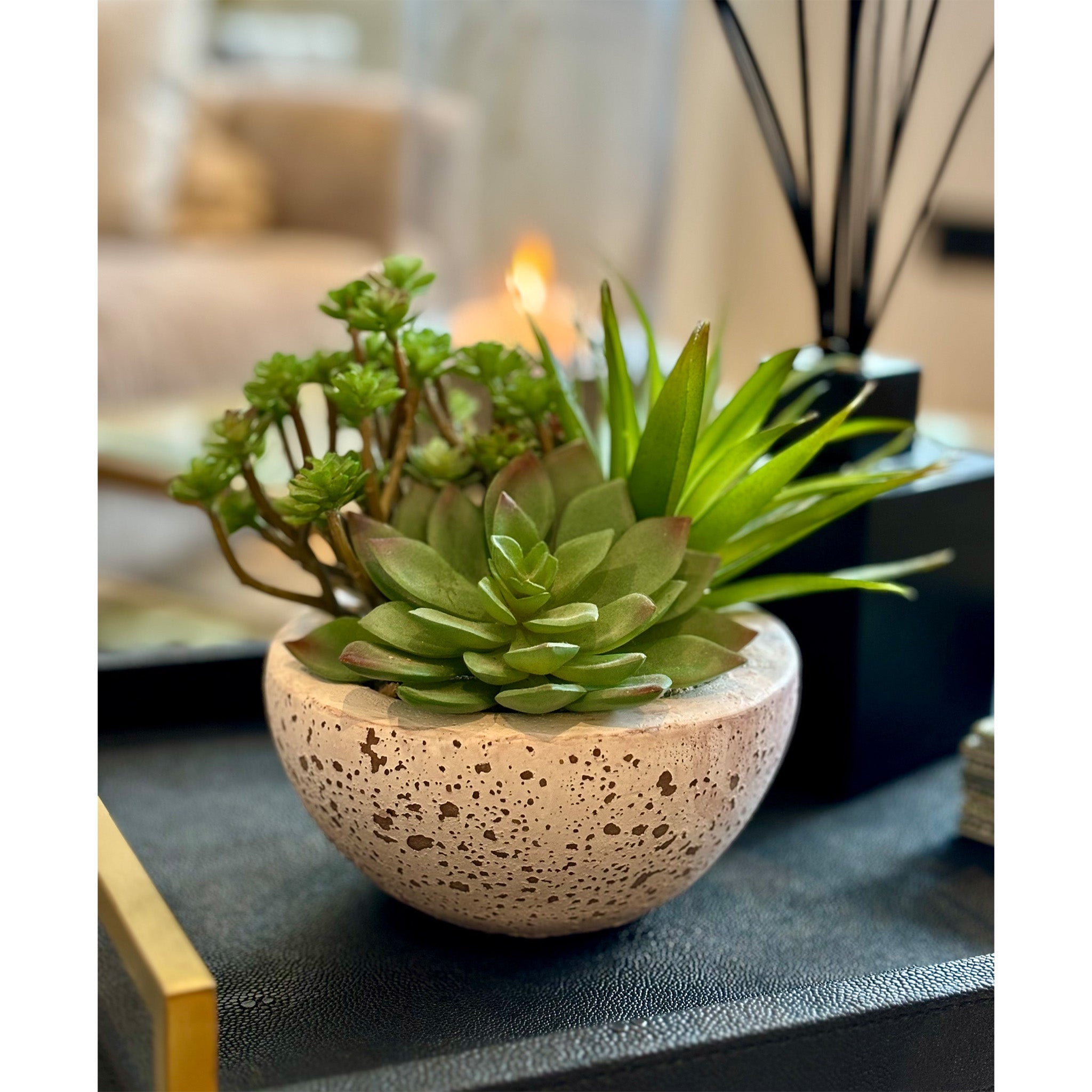 Desert plants in Small Clay Pot